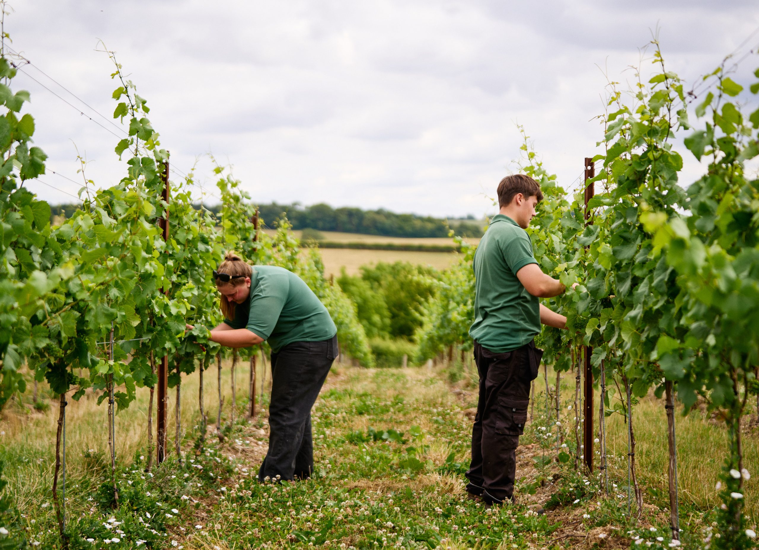 Harvest Experience - Image 2