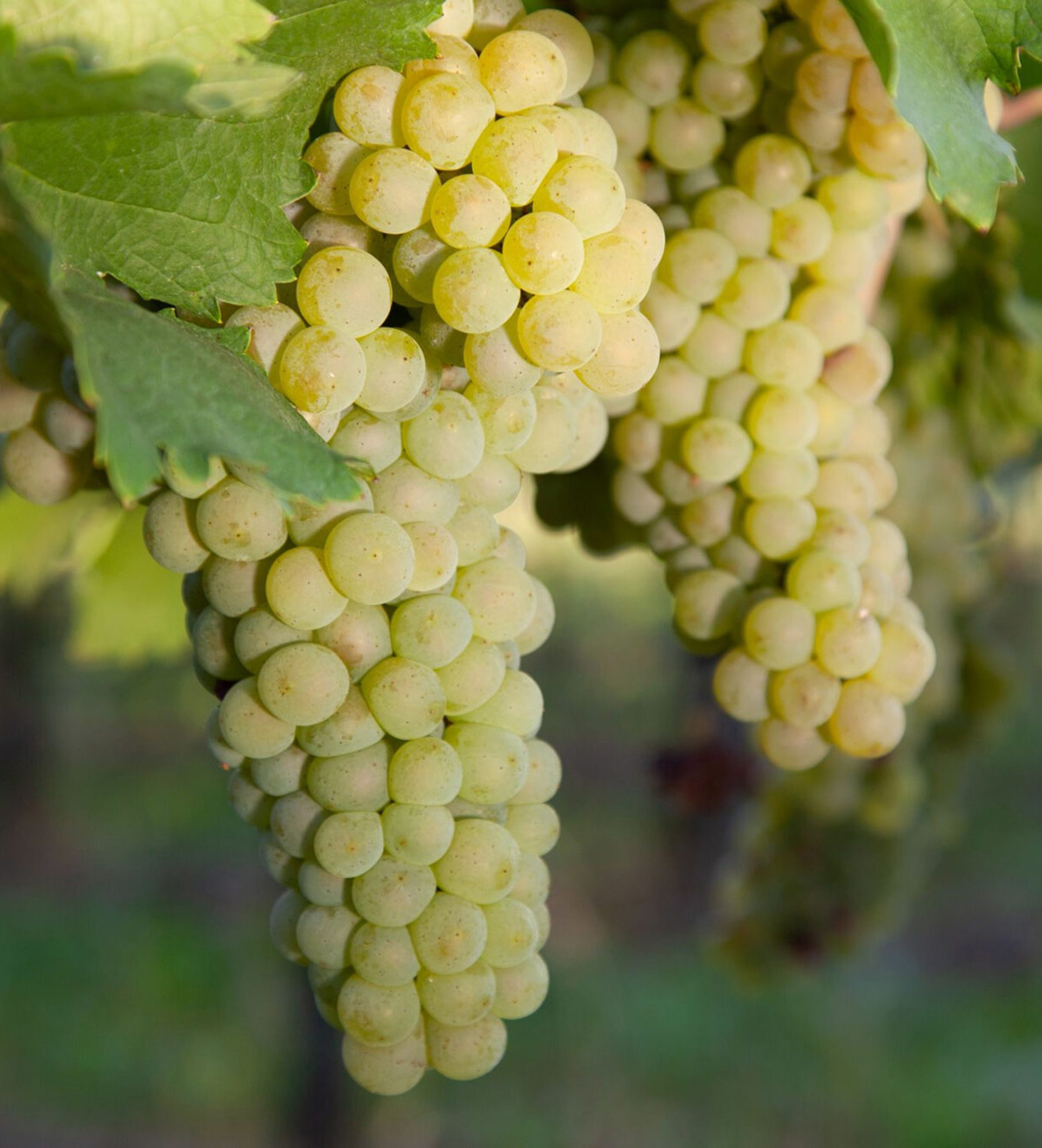 Harvest Experience - Image 3