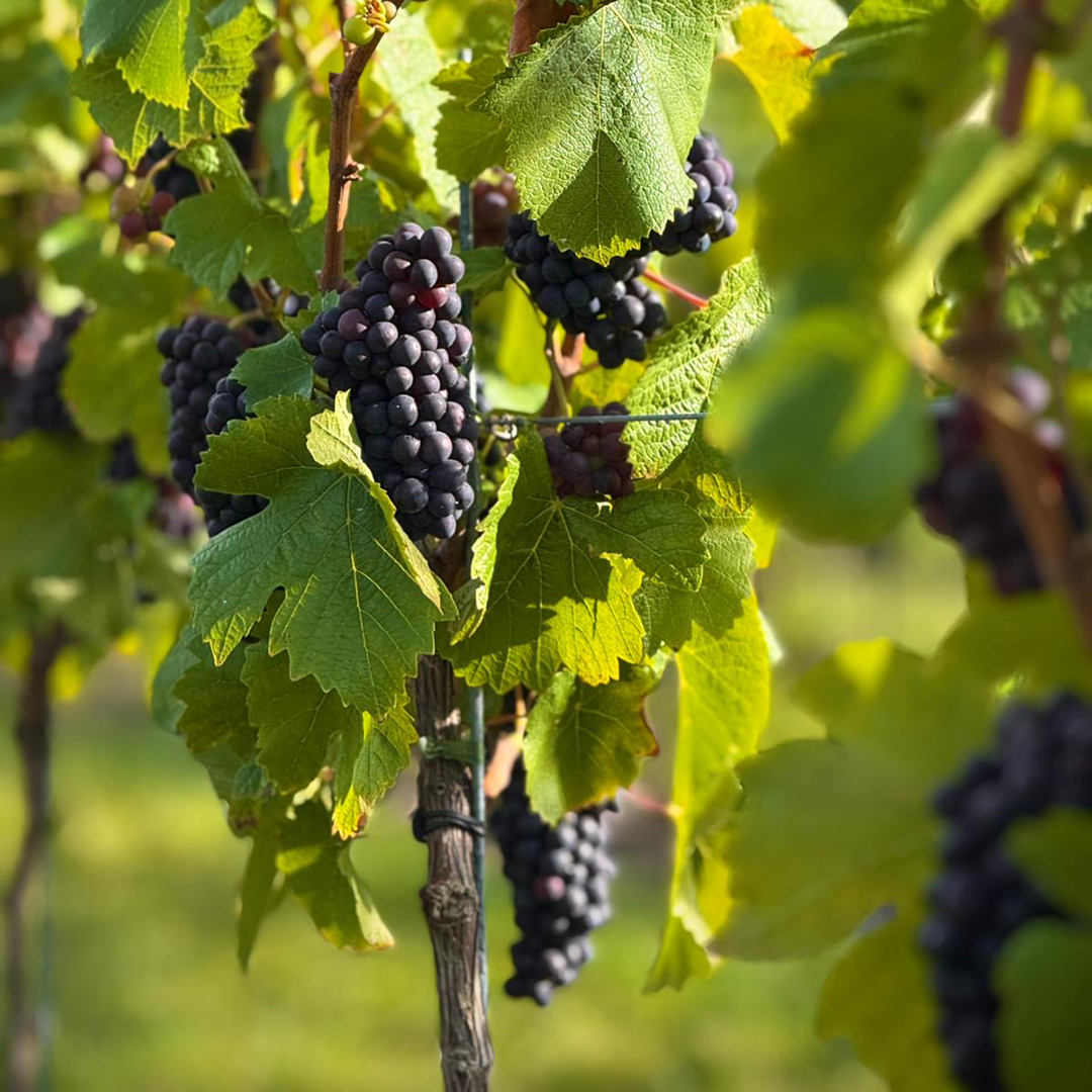 Harvest Experience - Image 5